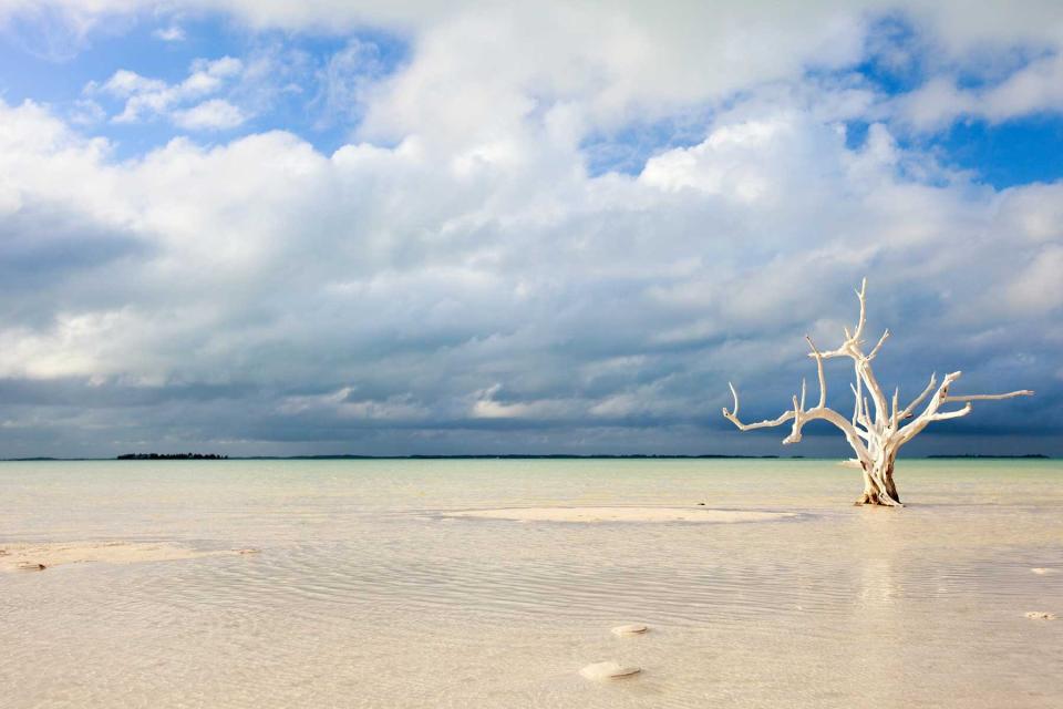 A sun-bleached tree on Harbour Island, Bahamas