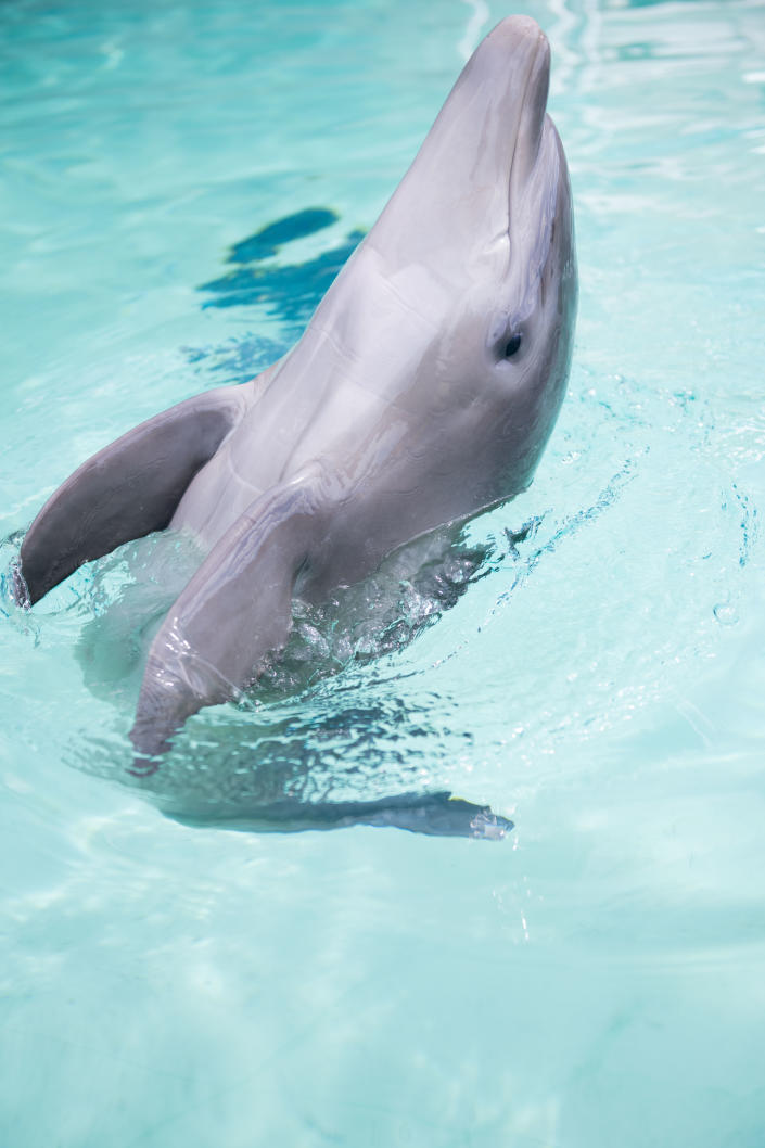 SeaWorld opened voting on its website through Sept. 26, allowing fans to help choose the rehabilitated dolphin&#39;s new name. (Photo: SeaWorld Orlando)