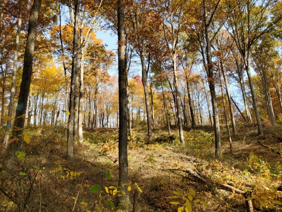 A shelterwood treatment removes some of the tree canopy to “let the sun shine in” and reach oak seedlings on the forest floor so they can grow to maturity. Oaks are one of the trees that have been part of Indiana's landscape for centuries.