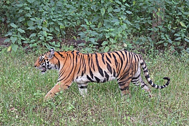 The latest tiger census brings much cheer to tiger conservationists. However, the work is far from over. Image credit: By Charles J Sharp - Own work, from Sharp Photography, sharpphotography.co.uk, CC BY-SA 4.0, https://commons.wikimedia.org/w/index.php?curid=65574915