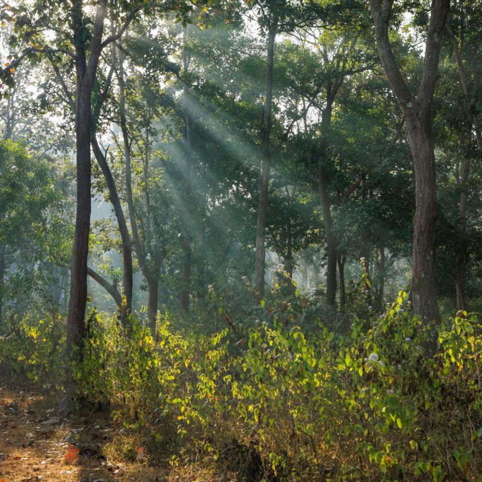 The forest in Chhattisgarh