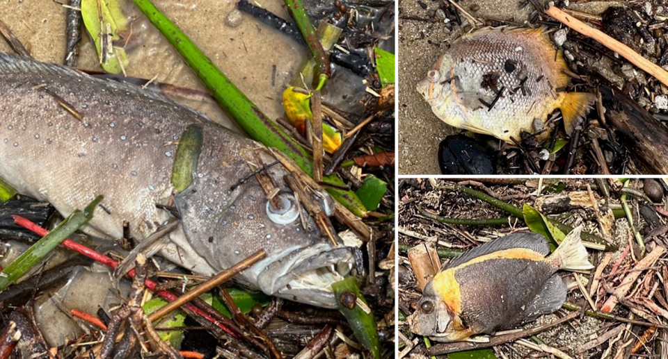 Three pictures of dead tropical fish on Wonga Beach.