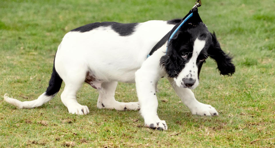 A photo of a dog resisting a lead. One sign is your dog wishes to be close to you.