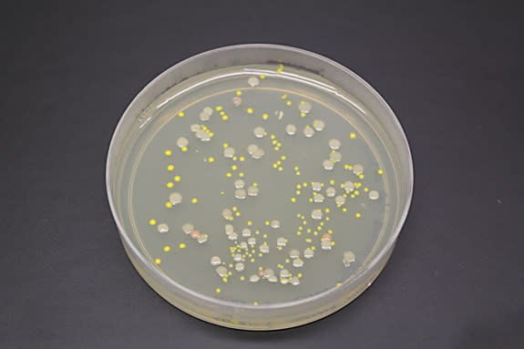 Bacteria cultured from water samples from subglacial Lake Whillans.