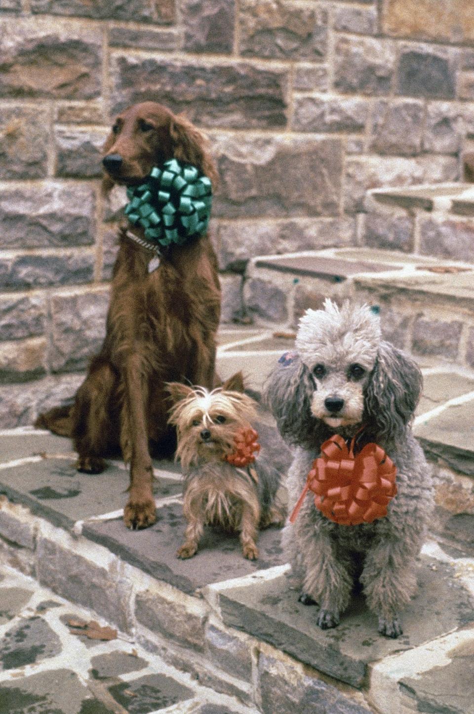 Richard Nixon's three dogs pose on a set of steps in 1972.