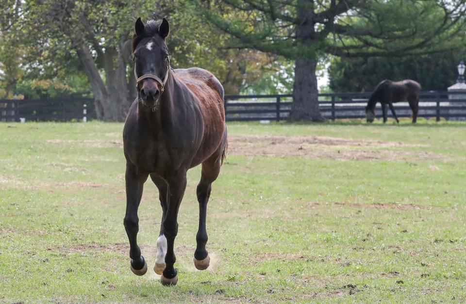 Warrior's Club, of the Churchill Downs Racing Club, gallops in one of the pastures at Chorleywood. The 25-acre Chorleywood Farm is home to the nonprofit Thoroughbred transition program Second Stride, which provides rehabilitation, retraining and committed adoptive homes to retired racehorses, broodmares and young Thoroughbreds not suited to the track. Chorleywood Farm generally houses 16 transitioning Thoroughbreds at any one time, and may serve 80 horses over a year.