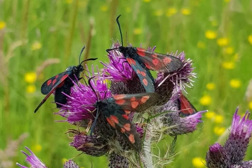 Butterflies are thriving: These look like five spot burnets which are only found in some areas according to Butterfly Conservation and live on damp neutral grassland