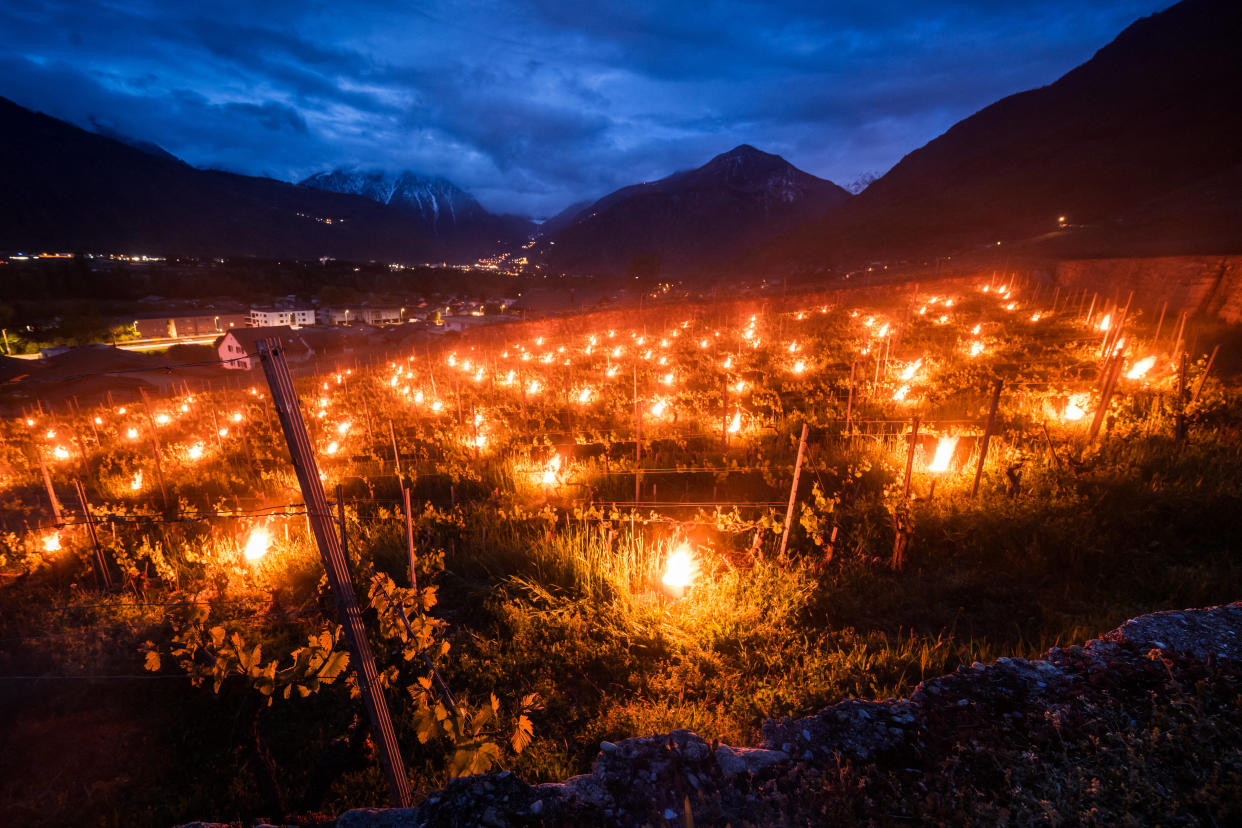 Photo prise le 22 avril 2024 à Fully, en Suisse, où des bougies allumées sont placées dans un vignoble pour garder les plantes au chaud.