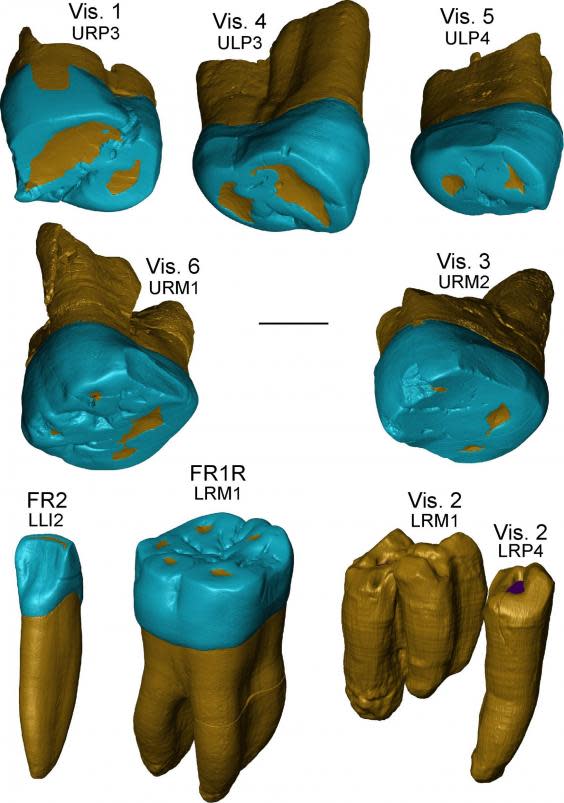 Virtual rendering of the teeth from the Italian sites of Visogliano and Fontana Ranuccio (Zanolli et al., 2018)