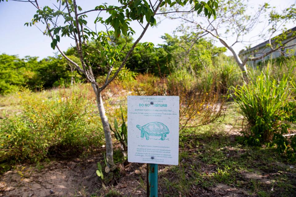 This parcel of land on Marco Island is filled with gopher tortoises and burrows. The City of Marco Island wanted Collier County to purchase the land through its Conservation Collier acquisition program but the County Commission let the proposal die without a vote.