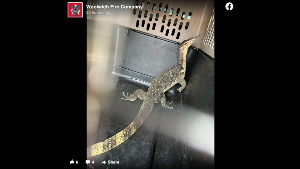 The monitor lizard after it was rescued in Swedesboro, New Jersey on May 22, according to the Woolwich Fire Company.