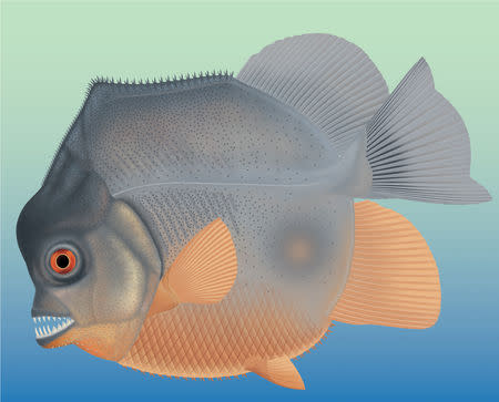 A new piranha-like fish from Jurassic seas with sharp, pointed teeth that probably fed on the fins of other fishes is seen in this artist's reconstruction of a fossil which was discovered in southern Germany in this image released from Eichstaett, Bavaria, Germany on October 18, 2018. Courtesy G. Horsitzky, The Jura-Museum Eichstaett, Germany/Handout via REUTERS