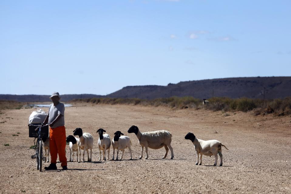 FILE - In this Nov. 14, 2019 file photo, sheep wait for food from a small scale farmer donated from an established farmer in Vosburg, South Africa. Scientists say greenhouse gas emissions must start dropping sharply as soon as possible to prevent global temperatures rising more than 1.5 degrees Celsius (2.7 degrees Fahrenheit) by the end of the century. So far, the world is on course for a 3- to 4-degree Celsius rise, with potentially dramatic consequences for many countries. (AP Photo/Denis Farrell, File)