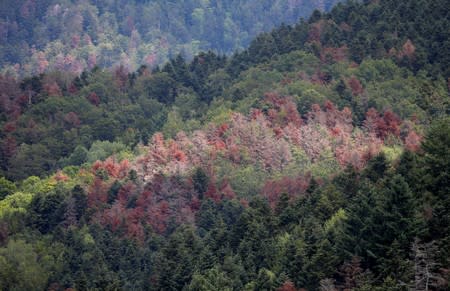 Trees turned red because of drought are seen in the Vosges montains near Masevaux