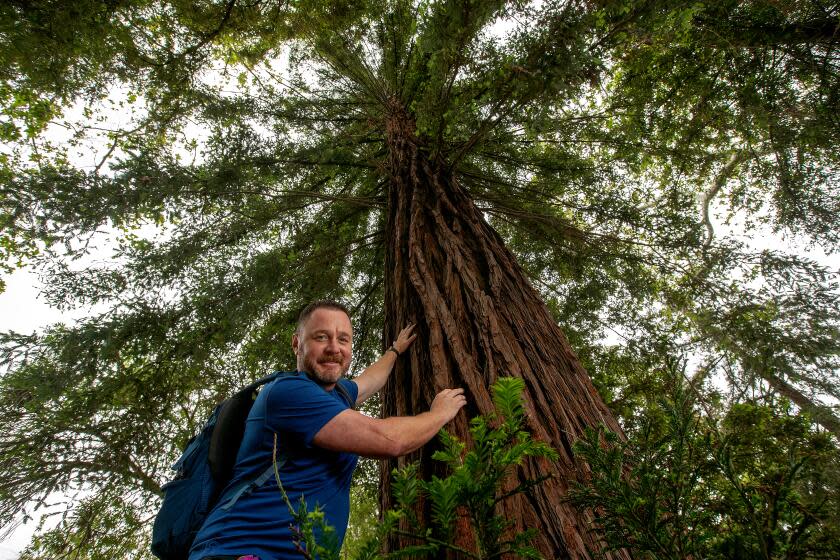 LOS ANGELES, CA-MAY 24, 2023:Jason Wise, certified naturalist and outdoor educator, is photographed next to a redwood at Griffith Park in Los Angeles. Wise is also a gay LGBTQ advocate who will be guiding several free hikes about "Queer Ecology" in June during Pride Month. A redwood is an example of queer ecology because the plants have both male and female parts and reproduce asexually. At bottom of photo are stump sprouts growing from the roots of the redwood that have identical DNA because they are a clone. Asexual reproduction is also known as cloning. (Mel Melcon / Los Angeles Times)