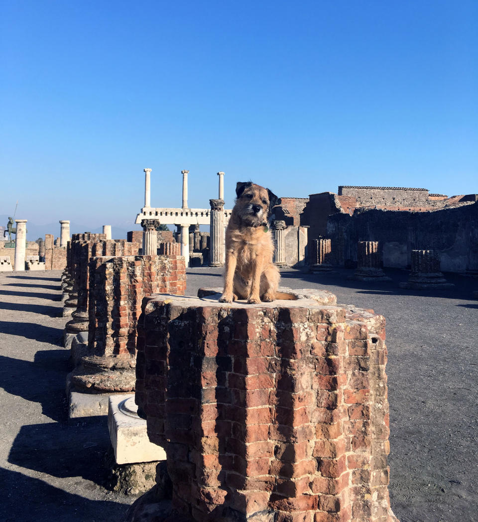 Pete the border terrier in Pompeii. (Photo: Caters News)