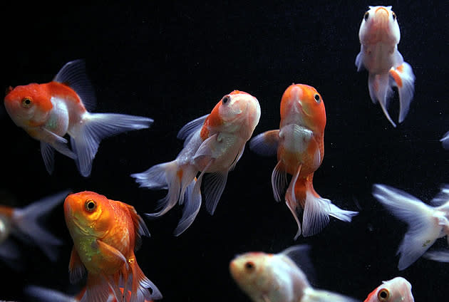 Fishes smell sugar as danger, a study revealed. (Getty Images)