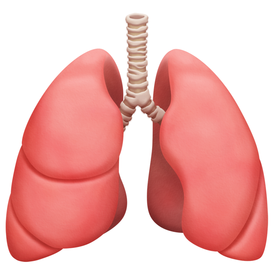 Lungs. (PHOTO: Apple)