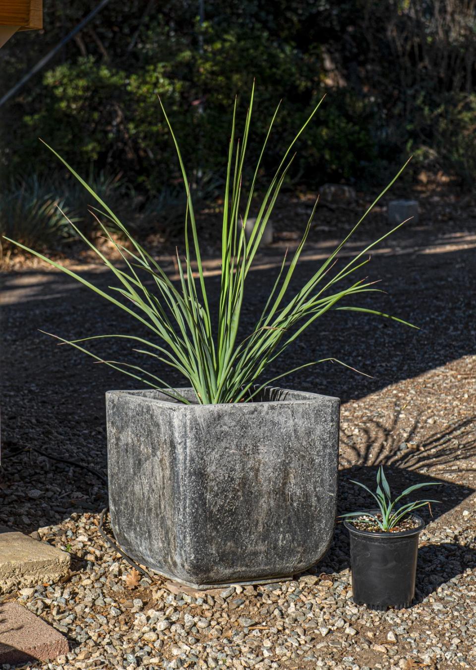 Chaparral yucca