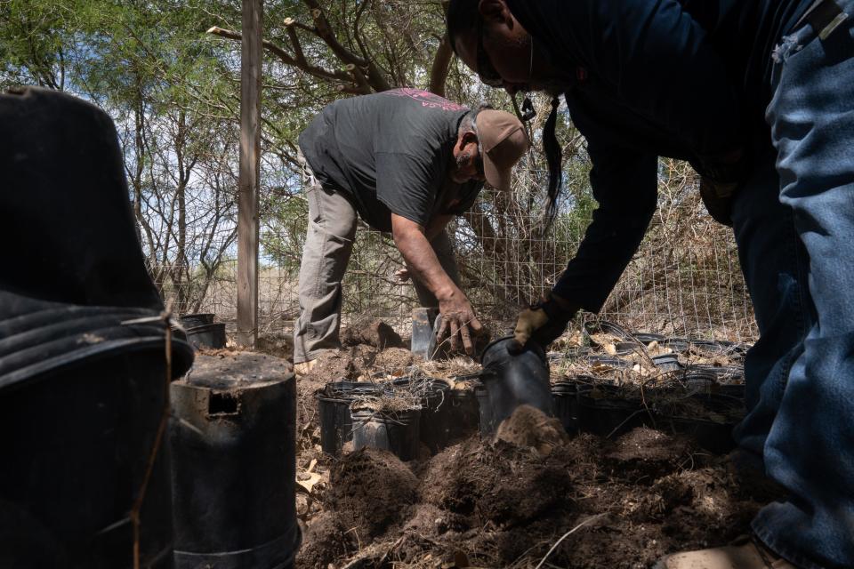 Emmett Hartt (center) and Mario Barley work at the Quechan Indian Tribe Bee Wash restoration area on April 12, 2023, on the Colorado River near Winterhaven, California.