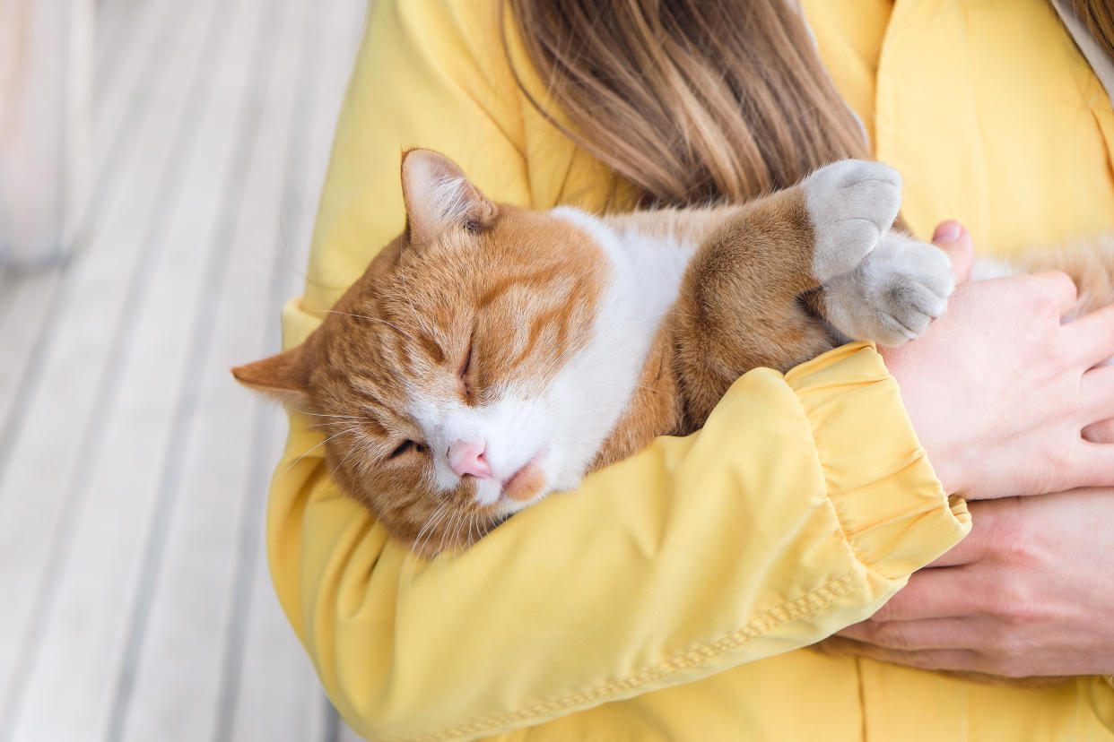 Las causas de fiebre en un gato pueden ser muy variadas, por eso debes prestar atención a los síntomas y consultar con el veterinario inmediatamente. (Getty Images)