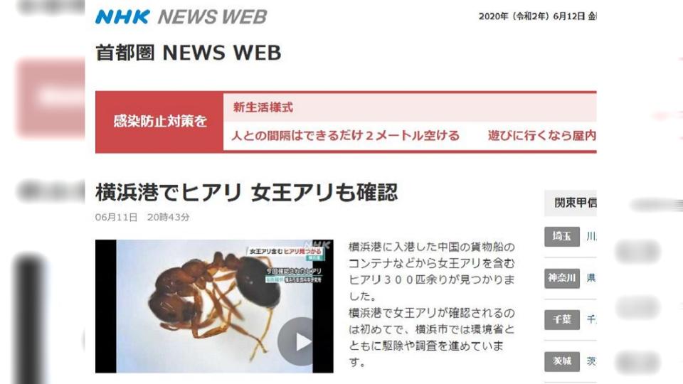 上個月大陸一批運往日本橫濱港的貨櫃中，發現超過300百隻紅火蟻，當中還包含20隻蟻后。（圖／翻攝自NHK）