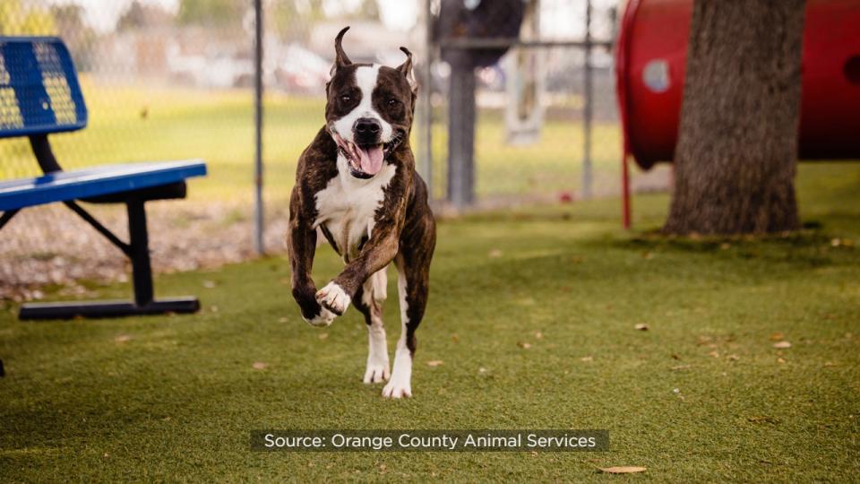 Nicholas, a 3-year-old, 67-pound pup, has called the shelter home for 95 days, making him the shelter’s longest canine resident.