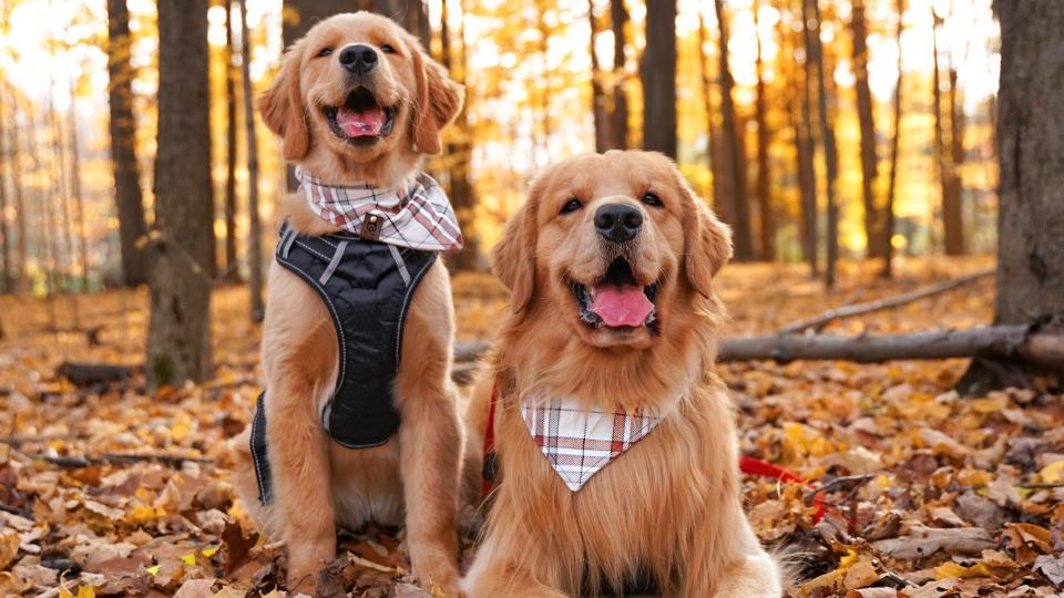 Tucker and his son Todd are pet influencers.