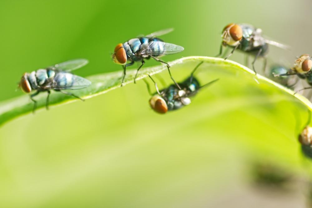 What Happens When a Fly Lands On You or Gets In Your Home