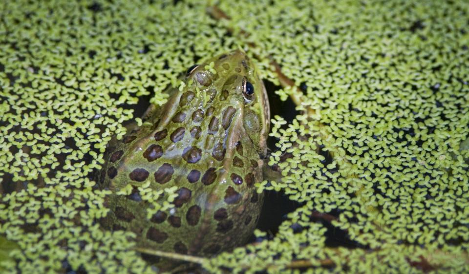 A Phoenix Zoo program gives imperiled Chiricahua leopard frogs a chance at survival.