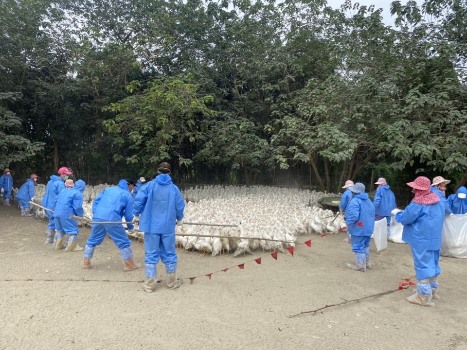 雲林一鴨場感染高病原禽流感，撲殺逾三千隻土番鴨。（記者陳正芬翻攝）