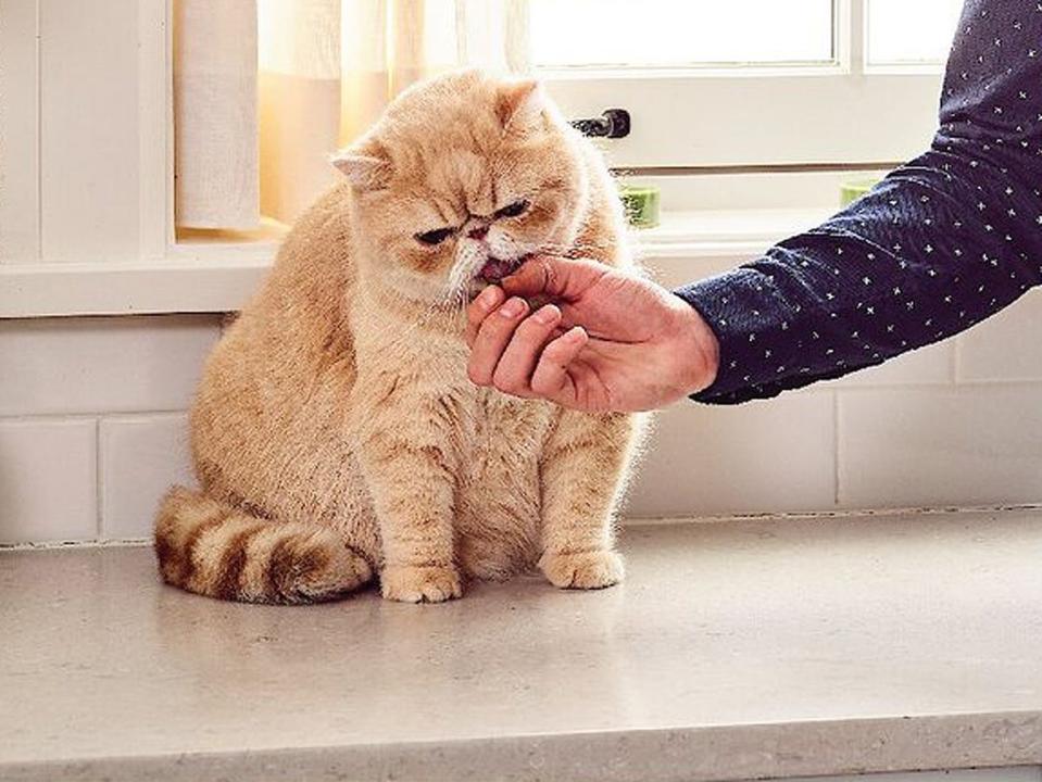 A person is holding a Greenies hairball treat beside an orange cat's mouth.