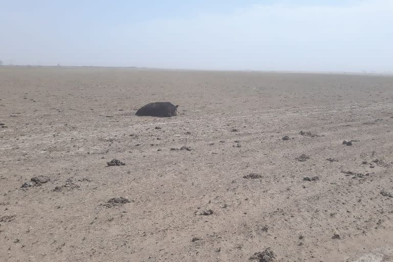 Sin pasto. En los campos de la zona de Stroeder hay desolación