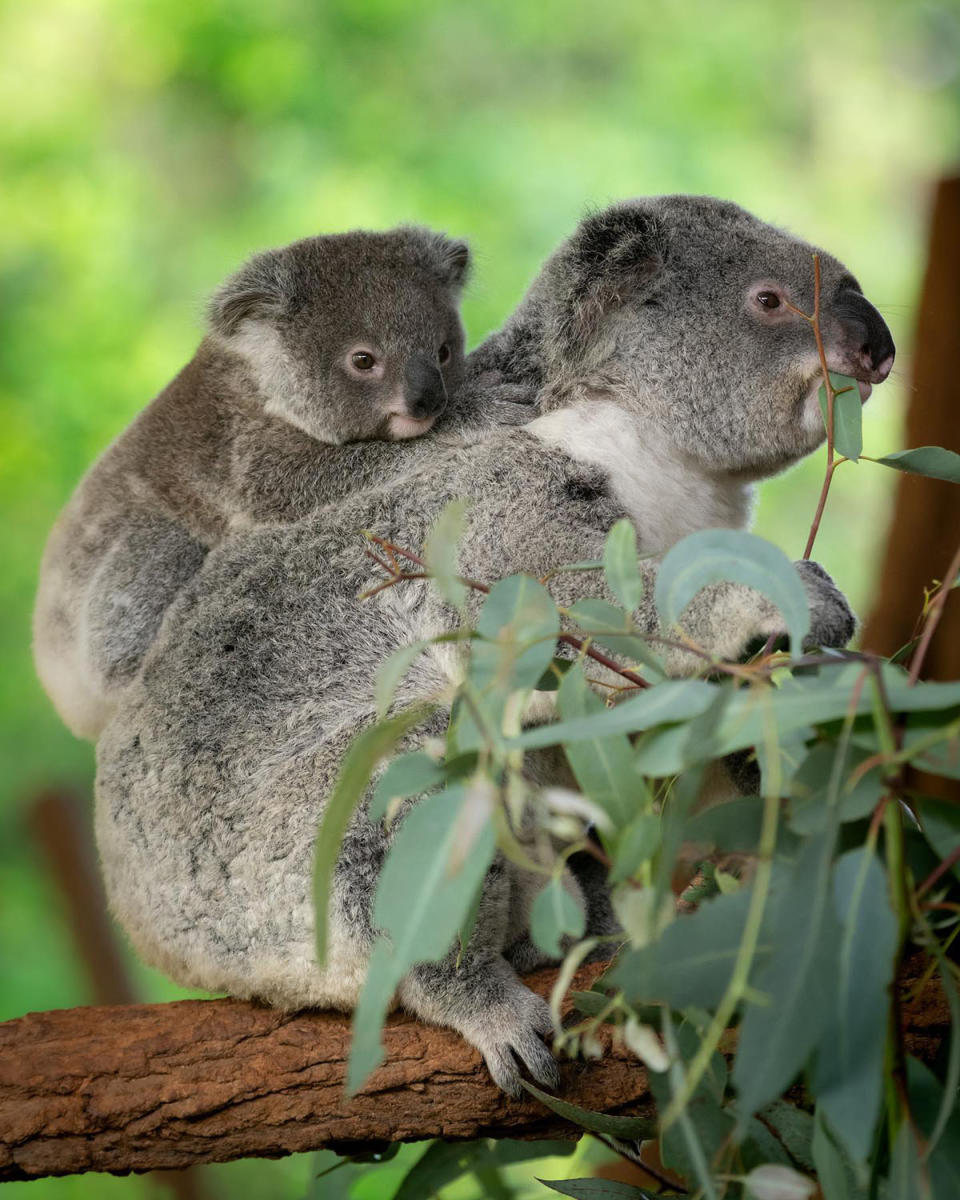 A koala joey riding on its mother's back in the trees