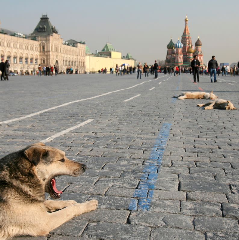 FILE PHOTO: Stray dogs rest in the warm spring sunshine in Red Square in Moscow