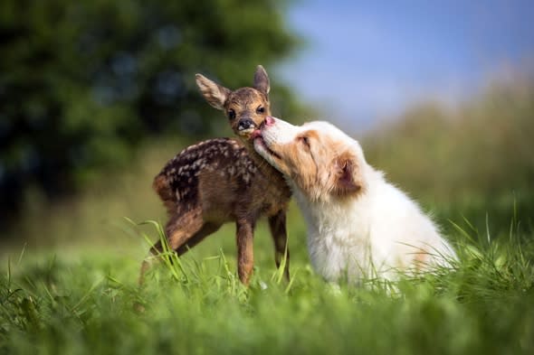 Orphaned baby deer and puppy become best friends