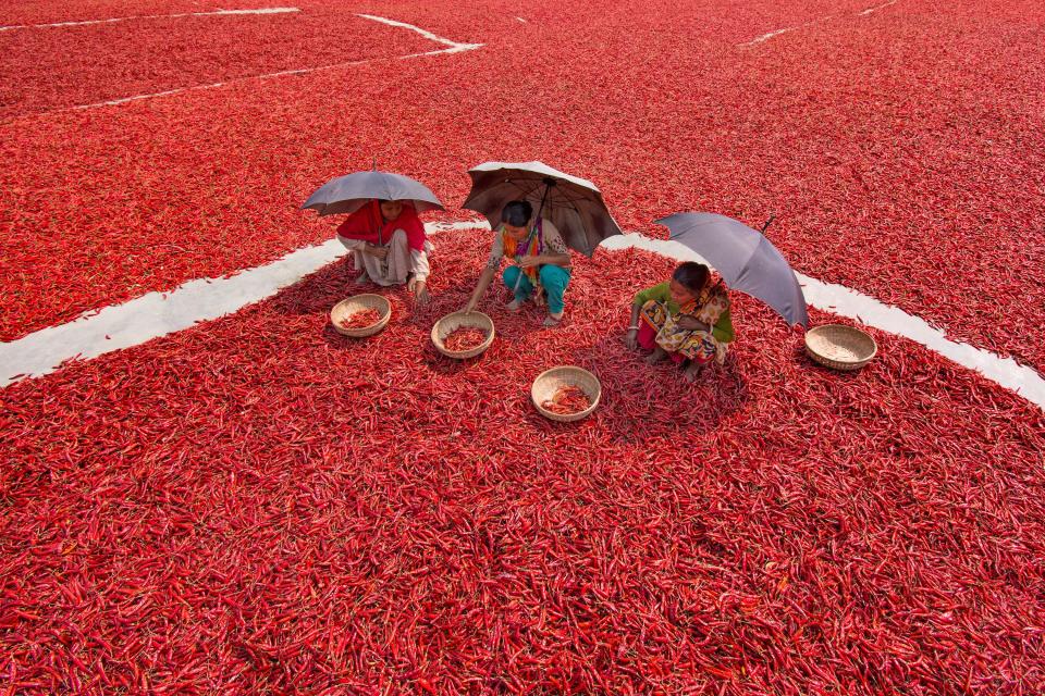 Millions of chillis create a red sea