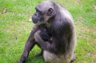 What should Flora's baby chimp be named? Vote here: http://www.chimphaven.org/baby-chimpanzee-naming-opportunity/