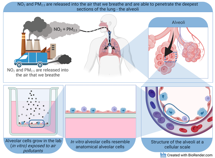 illustration of the research described in the article