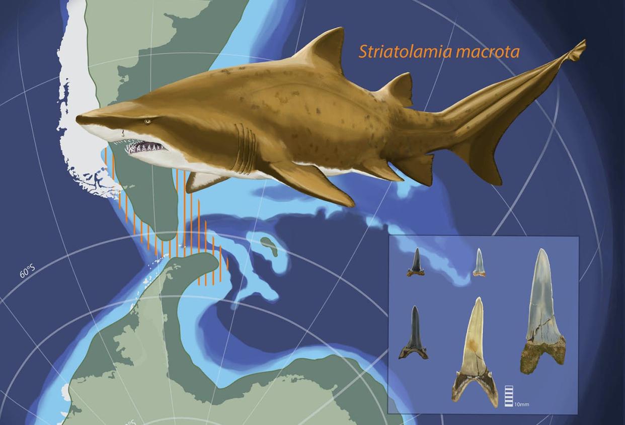 <span class="caption">Sharks' teeth carry clues about the oceans they swam in.</span> <span class="attribution"><span class="source">Christina Spence Morgan</span></span>