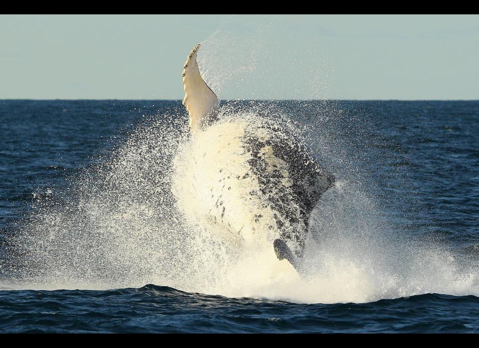 A humpback whale is seen breaching outside of Sydney Heads at the beginning of whale watching season during a Manly Whale Watching tour on June 23, 2011 in Sydney, Australia. 