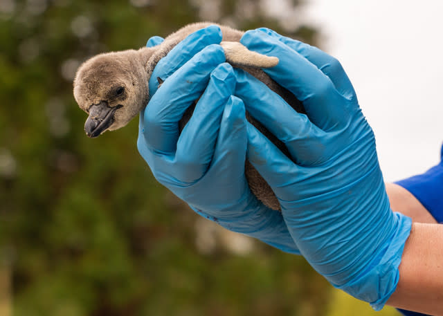 Eleven Penguin Chicks Hatch At Chester Zoo - The Most To Emerge During ‘Hatching Season’ At The Zoo For More Than A Decade