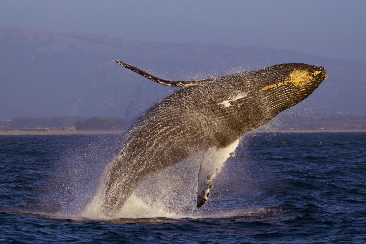breaching Humpback Whale in the Monterey Bay