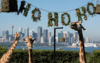 <p>The giraffes discover their Ho Ho Ho wreath of treats at Taronga Zoo in Sydney, Australia. The Christmas-themed treats and enrichment were developed and refined by Taronga Zoo keepers and the Zoos’ Behavioural Studies Unit with the aim of maintaining the animals’ wildness. (James D. Morgan/Getty Images) </p>