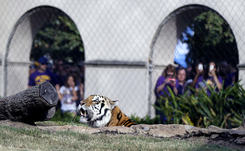 Mike VI, LSU's tiger mascot, rests in his habitat before an NCAA college football game Between LSU and Florida, Saturday, Oct. 17, 2015, in Baton Rouge, La. Mike won't make any more appearances in Tiger Stadium this football season, the university announced Saturday. (AP Photo/Gerald Herbert)