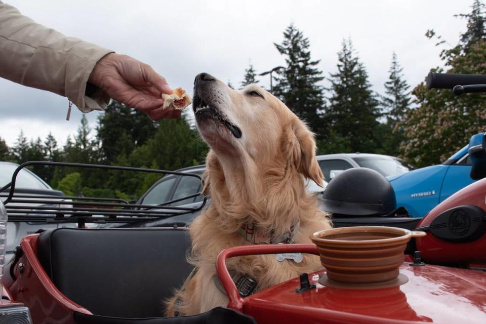 Mike Stevens, of Gig Harbor, hand feeds a Costco hot dog to his dog Buddy, also known as @sidecarbuddy on social media, after a short motorcycle ride on Monday, June 17, 2024, in Gig Harbor. AMBER RITSON