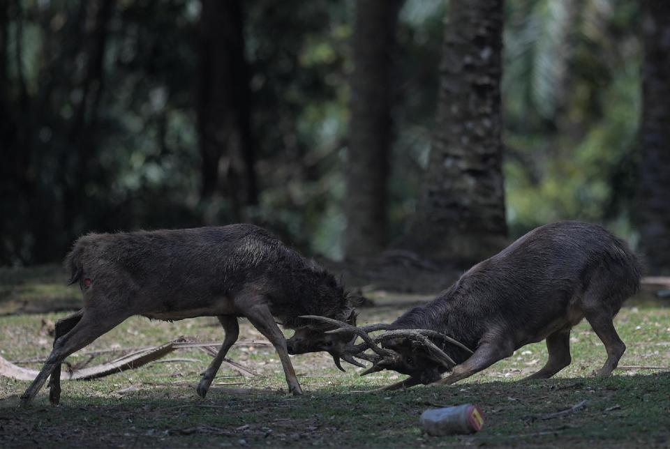 La enfermedad de los ciervos zombis se registra en toda familia de los cérvidos. (AFP | Mohd Rasfan)
