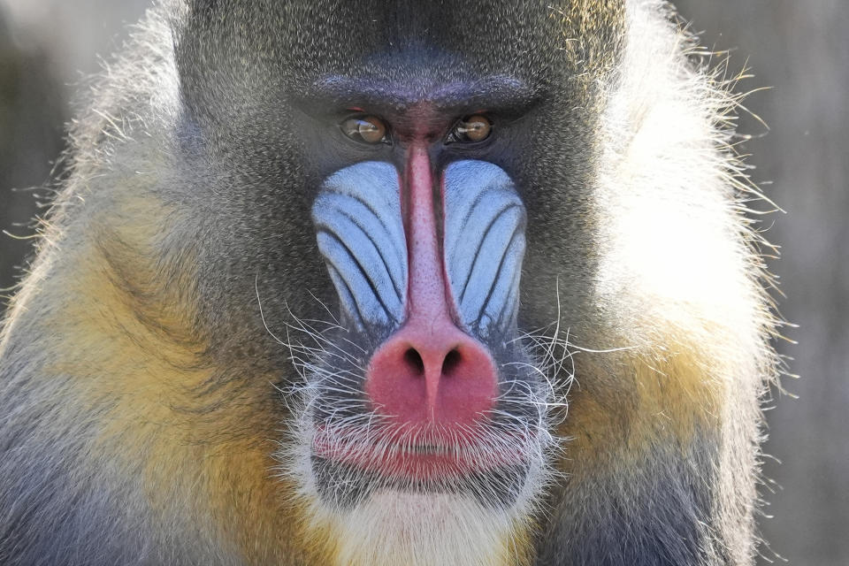 A mandrill sits in its enclosure at the Fort Worth Zoo in Fort Worth, Texas, Friday, Feb. 23, 2024. (AP Photo/LM Otero)
