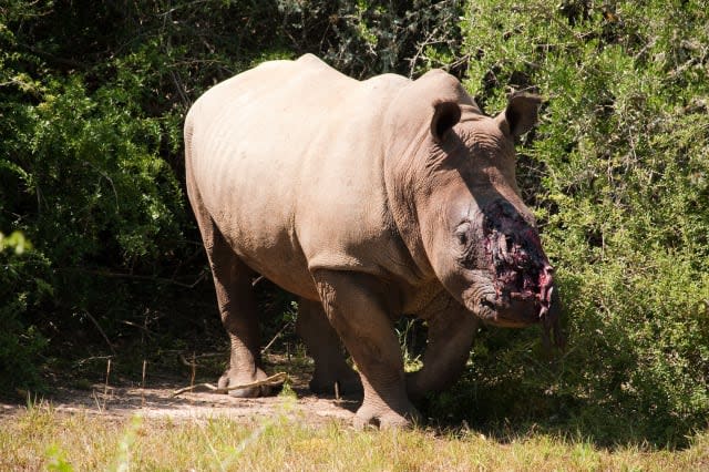 Rhinos poached in Eastern Cape