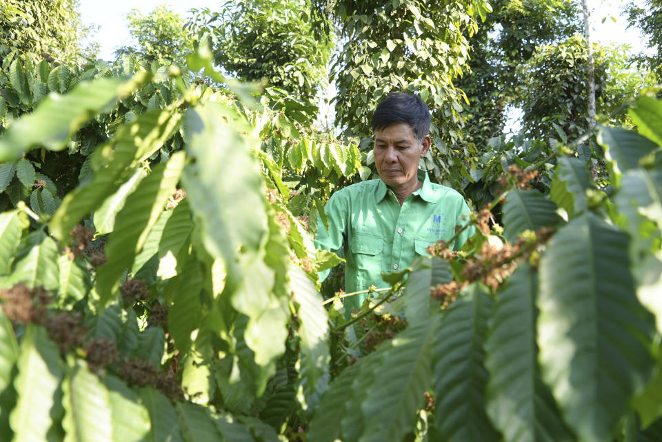 Farmer Le Van Tam tends coffee plants at a coffee farm in Dak Lak province, Vietnam on Feb. 1, 2024. New European Union rules aimed at stopping deforestation are reordering supply chains. An expert said that there are going to be "winners and losers" since these rules require companies to provide detailed evidence showing that the coffee isn't linked to land where forests had been cleared. (AP Photo/Hau Dinh)